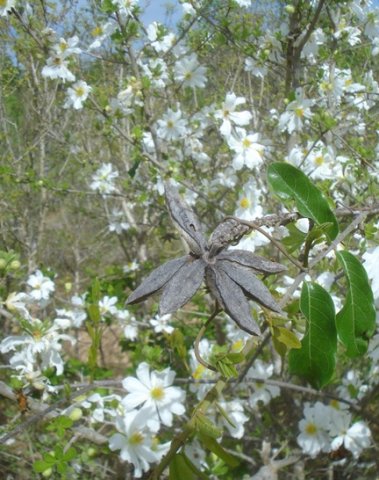 Xylotheca tettensis leaves and fruit husk